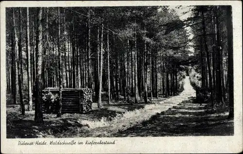 Ak Dübener Heide, Waldschneiße im Kiefernbestand