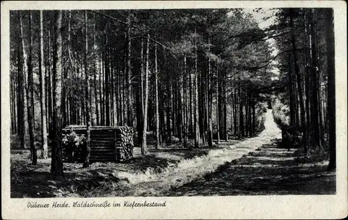 Ak Dübener Heide, Waldschneiße im Kiefernbestand