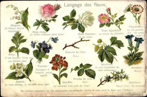 Ak Langage des fleurs, Blumensprache, Rosen, Veilchen, Rose blanche, Je ne puis