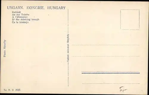 Ak Ungarn, Pferde an einer Tränke
