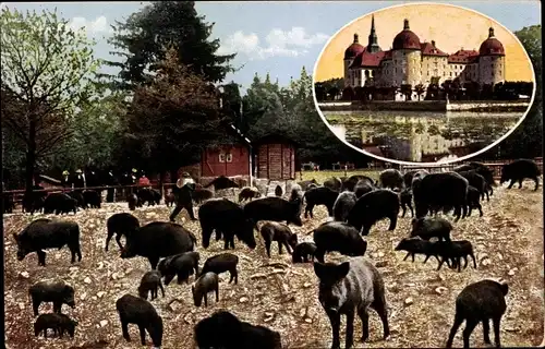 Ak Moritzburg in Sachsen, Wildschweinfütterung, Jagdschloss