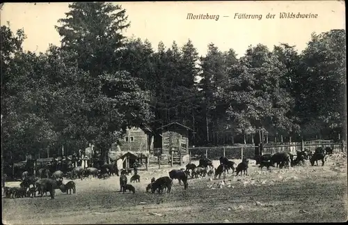 Ak Moritzburg in Sachsen, Fütterung der Wildschweine