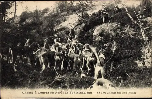 Ak Chasse a courre en Foret de Fontainebleau, Le Cerf faisant tete aux chiens