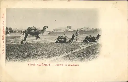 Ak Types Algeriens, Groupe de Chameaux