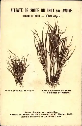 Ak Nitrate de Sode du Chili sur Avoine, Landwirtschaft, Dünger, Reklame