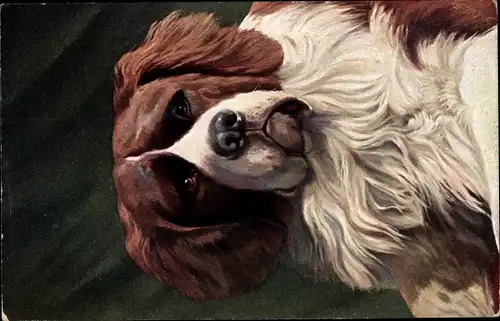 Ak Bernhardiner, Hundportrait, Tierportrait