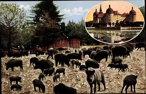 Ak Moritzburg in Sachsen, Wildschweinfütterung, Jagdschloss