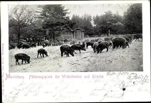 Ak Moritzburg Sachsen, Fütterungsplatz der Wildschweine und Hirsche