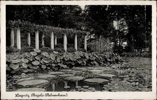 Ak Legnica Liegnitz Schlesien, Pergola, Palmenhain
