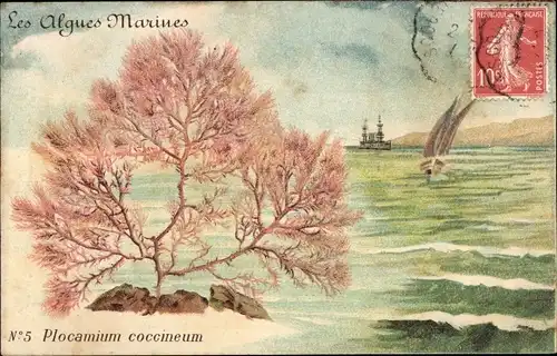 Ak Les Algues Marines, Plocamium coccineum, Algen