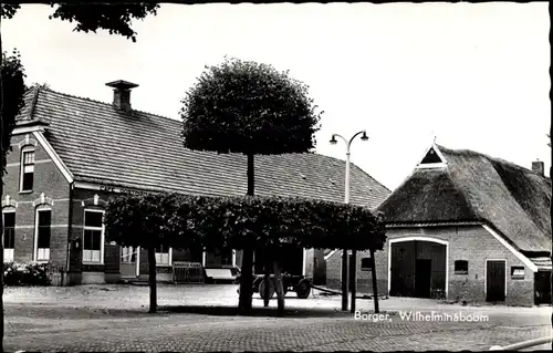 Ak Borger Odoorn Drenthe Niederlande, Wilhelminaboom