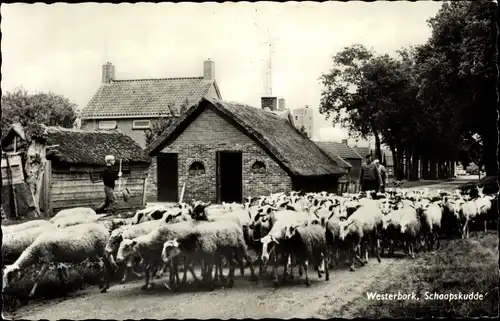 Ak Westerbork Drenthe Niederlande, Schaapskudde