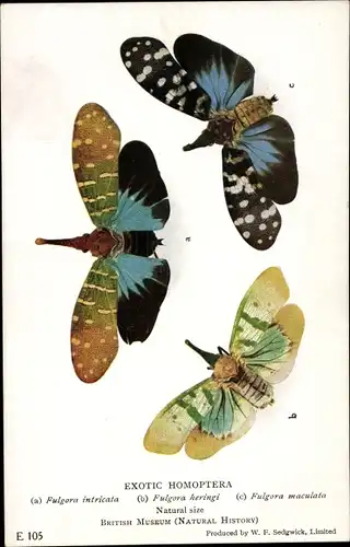 Ak Exotic Homoptera, Fulgora intricata, F. heringi, F. maculata, British Museum, Natural History