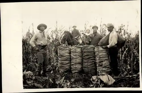 Foto Ak Argentinien, Deutsche Auswanderer, Maisernte 1928