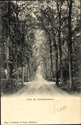 Ak Schuddebeurs Schouwen Duiveland Zeeland, Laan, Allee