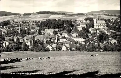 Ak Schirgiswalde in Sachsen, Totalansicht, Kühe