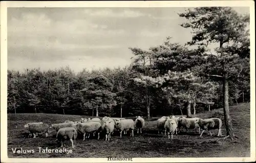 Ak Hulshorst Gelderland, Veluws Tafereeltje, Schafherde