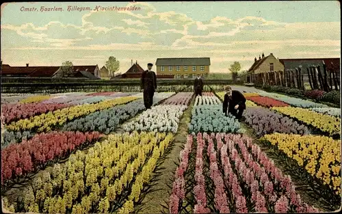 Ak Hillegom Südholland Niederlande, Hiacinthenvelden, Blumenfelder