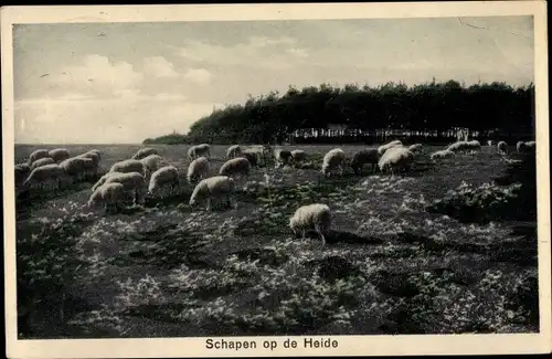 Ak Niederlande, Schapen op de Heide, Schafherde