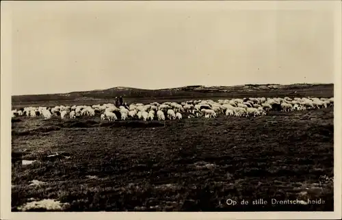 Ak Drenthe Niederlande, Op de stille Drentsche heide, Schafherde