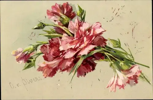 Künstler Litho Rosa Nelken, Blumenstrauß