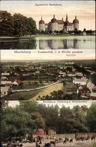Ak Moritzburg in Sachsen, Jagdschloss, Totalansicht, Fütterung der Wildschweine