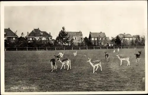 Ak Haren Groningen Niederlande, Hertekamp, Rehe im Freigehege