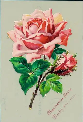 Zelluloid Ak Blühende Rose