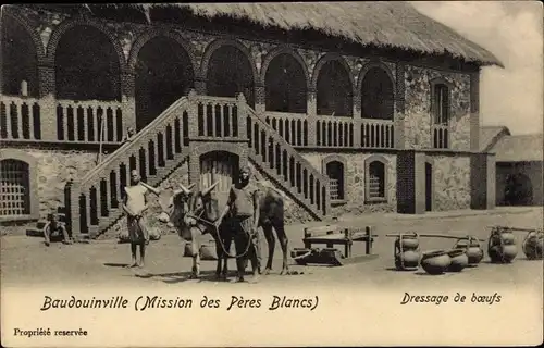 Ak Baudouinville Demokratische Republik Kongo Zaire, Dressage de boeufs