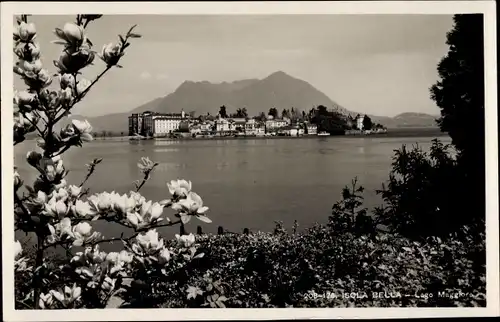 Ak Isola Bella Lago Maggiore Piemonte, Blick auf den Ort, Berg, Blühender Baum