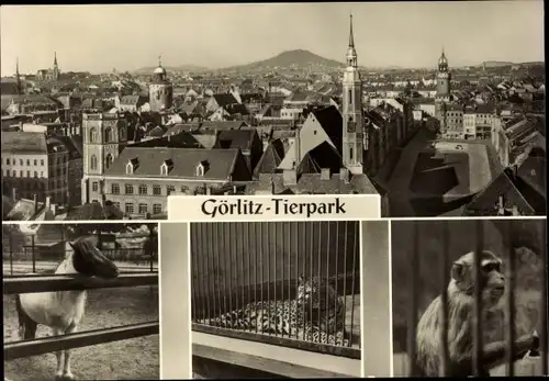 Ak Görlitz in der Lausitz, Stadtansicht, Tierpark, Affe, Leopard, Pferd