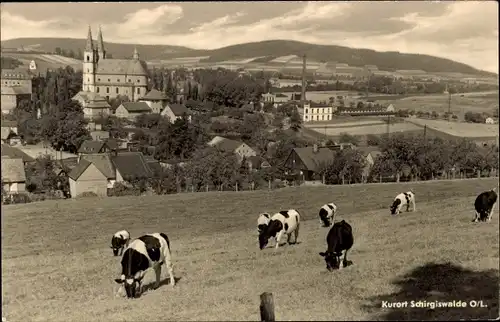 Ak Schirgiswalde in der Lausitz, Blick auf den Ort von der Weide, Kühe, Kirche