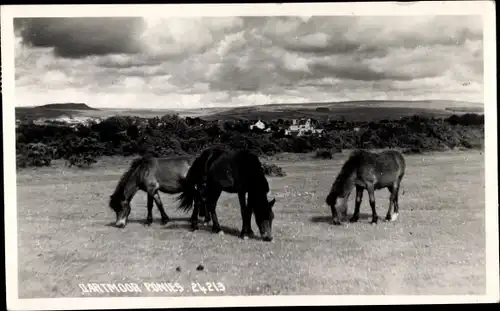 Foto Ak Dartmoor Devon England, Dartmoor Ponies