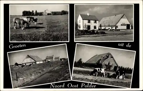 Ak Noordoostpolder Flevoland, Pferde, Rinder, Ortsansichten