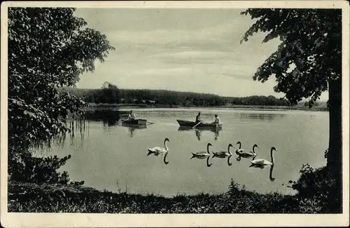 Ak Hollenstedt in Niedersachsen, Schütte's Gasthof, Hof Appelbeck, Schwäne, Bootspartie