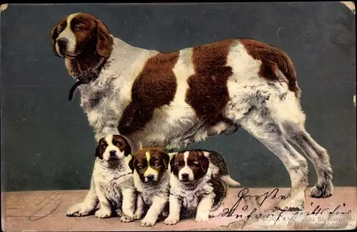 Ak Chiens du St. Bernard, Bernhardiner, Hunde