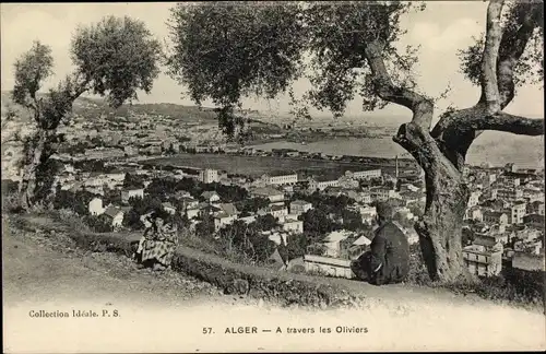 Ak Algier Alger Algerien, A travers les Oliviers
