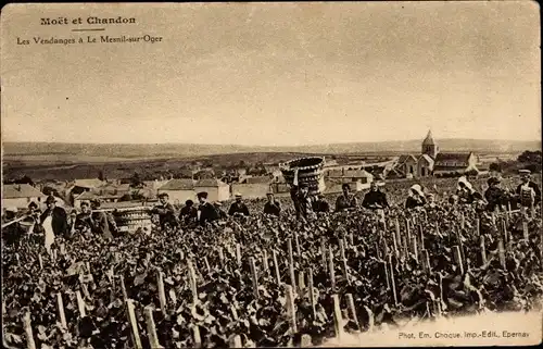 Ak Moet et Chandon, Champagne, Les Vendanges à le Mesnil sur Oger, Weinlese