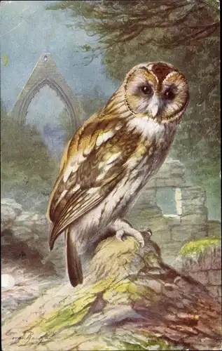 Künstler Ak Brown Owl, Eule