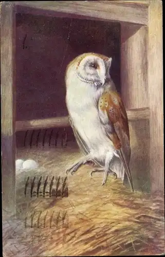 Künstler Ak Barn Owl, Schleiereule, Nest mit Eiern