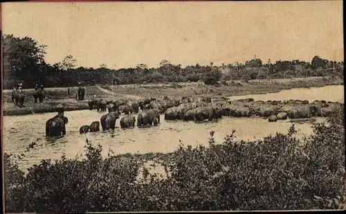 Ak Indien, Elefantenherde in einem Fluss