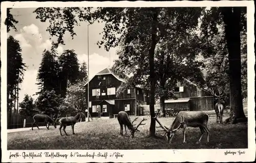 Ak Tambach Dietharz in Thüringen, Forst- und Gasthaus Nesselberg, Hirsche