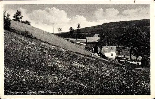 Ak Schellerhau Altenberg im Erzgebirge, Margaretenwiese