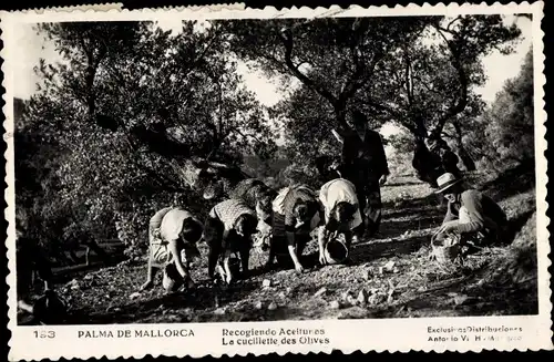 Ak Palma de Mallorca Balearische Inseln, Recogiendo Aceitunas, Olivenernte