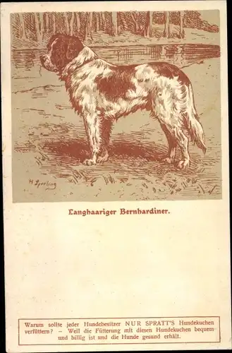 Künstler Ak Sperling, H., Langhaariger Bernhardiner, Reklame, Spratt's Hundekuchen