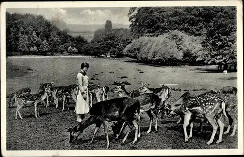 Ak Düsseldorf, Wildpark, Frau zwischen Damwild