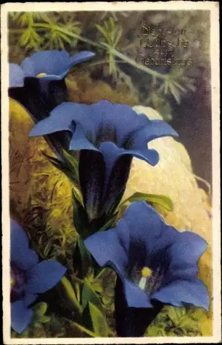 Ak Glückwunsch Geburtstag, Blaue Blumen, Enziane