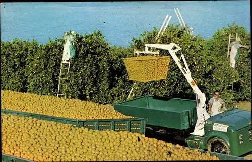 Ak Picking Oranges in Florida, Orangen-Ernte