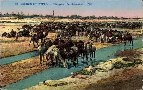 Ak Scenes et Types, Troupeau de chameaux