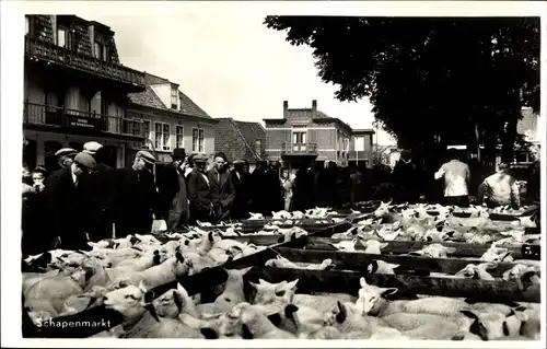 Ak Texel Nordholland Niederlande, Schapenmarkt, Schafmarkt